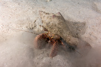 Petrochirus diogenes (Giant Hermit Crab)