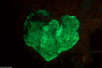 Helioseris cucullata (Sunray Lettuce Coral)