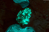 Meandrina meandrites (Maze Coral)