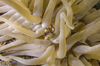 Mithraculus cinctimanus (Banded Clinging Crab)