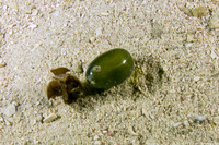 Valonia ventricosa (Sea Grape)