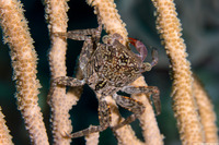 Plagusia depressa (Tidal Spray Crab)