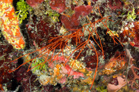 Ellisella schmitti (Bushy Sea Whip)