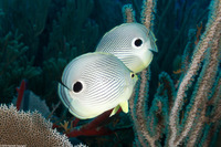 Chaetodon capistratus (Foureye Butterflyfish)