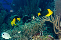 Holacanthus tricolor (Rock Beauty)