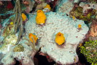 Trididemnum solidum (Overgrowing Mat Tunicate)