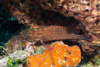 Cephalopholis cruentata (Graysby)