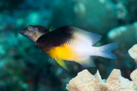 Stegastes partitus (Bicolor Damselfish)