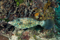 Aluterus scriptus (Scrawled Filefish)
