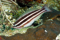 Scarus taeniopterus (Princess Parrotfish)