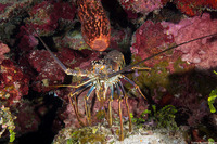 Panulirus argus (Caribbean Spiny Lobster)