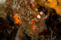 Family Didemnidae (Overgrowing Tunicate)