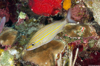 Haemulon aurolineatum (Tomtate)