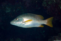 Lutjanus apodus (Schoolmaster)