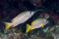 Lutjanus apodus (Schoolmaster)