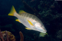 Lutjanus apodus (Schoolmaster)