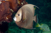 Pomacanthus arcuatus (Gray Angelfish)