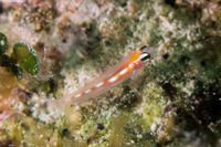 Coryphopterus hyalinus (Glass Goby)