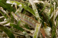 Halichoeres bivittatus (Slippery Dick)