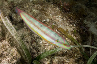 Halichoeres bivittatus (Slippery Dick)