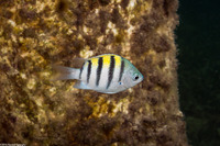 Abudefduf saxatilis (Sergeant Major)