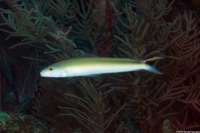 Malacanthus plumieri (Sand Tilefish)