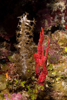 Monanchora arbuscula (Red Encrusting Sponge)