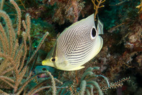 Chaetodon capistratus (Foureye Butterflyfish)