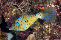 Aluterus scriptus (Scrawled Filefish)