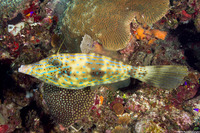 Aluterus scriptus (Scrawled Filefish)