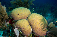 Diploria labyrinthiformis (Grooved Brain Coral)