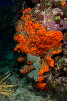 Agelas clathrodes (Orange Elephant Ear Sponge)