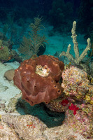 Svenzea zeai (Dark Volcano Sponge)