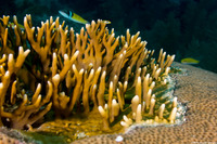 Millepora alcicornis (Branching Fire Coral)