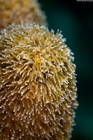Dendrogyra cylindrus (Pillar Coral)