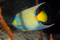 Holacanthus ciliaris (Queen Angelfish)
