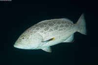 Mycteroperca venenosa (Yellowfin Grouper)