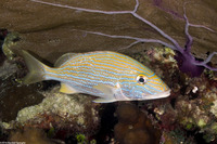 Haemulon sciurus (Bluestriped Grunt)