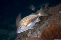Haemulon plumierii (White Grunt)