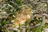 Chilomycterus antillarum (Web Burrfish)