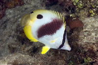 Chaetodon ocellatus (Spotfin Butterflyfish)
