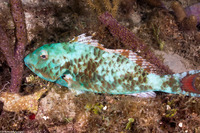 Sparisoma chrysopterum (Redtail Parrotfish)
