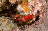 Cinetorhynchus manningi (Red Night Shrimp)