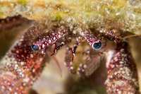 Paguristes puncticeps (Whitespeckled Hermit Crab)
