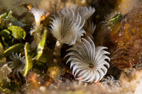 Bispira brunnea (Social Feather Duster)