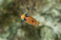 Doryteuthis pleii (Arrow Squid)