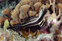 Equetas punctatus (Spotted Drum)
