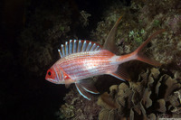 Holocentrus rufus (Longspine Squirrelfish)