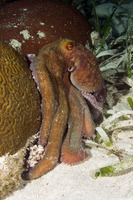 Octopus briareus (Caribbean Reef Octopus)