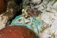 Octopus briareus (Caribbean Reef Octopus)